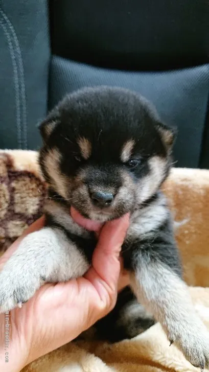 ID:2106-01705の子犬