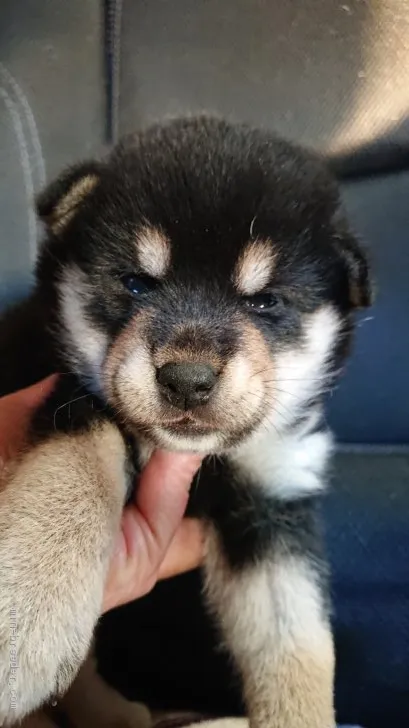ID:2011-01817の子犬