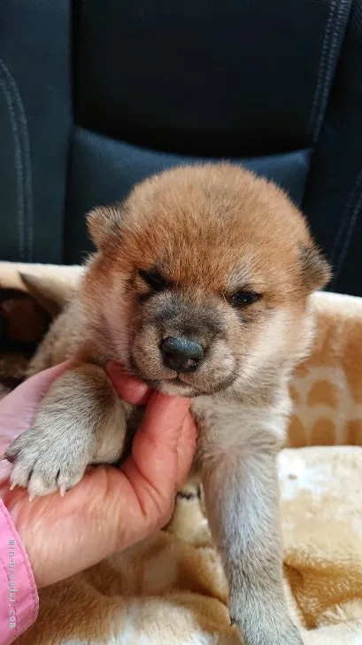 ID：2102-00866の子犬