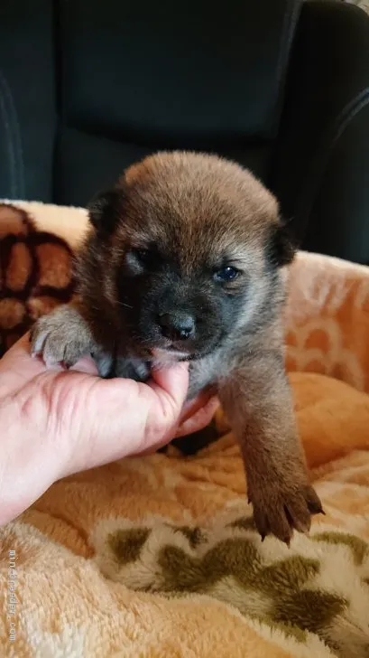 ID:2102-00690の子犬