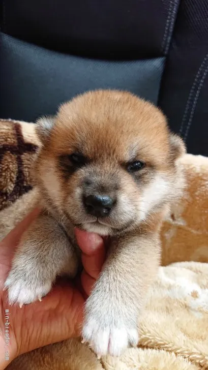 ID:2106-01342の子犬