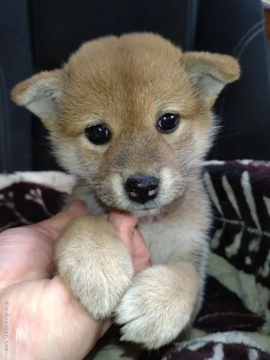 S 様のお迎えした子犬