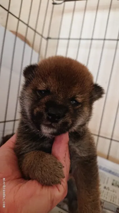 ID：2103-01184の子犬
