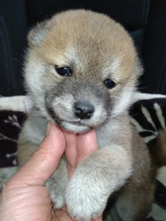 みけ 様のお迎えした子犬