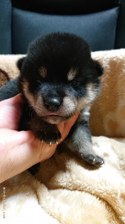 ID：2106-03451の子犬