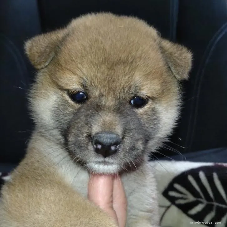 kw 様のお迎えした子犬