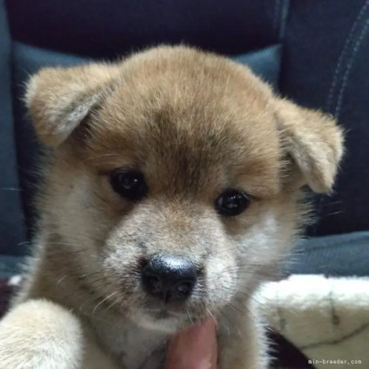 はるさ 様のお迎えした子犬