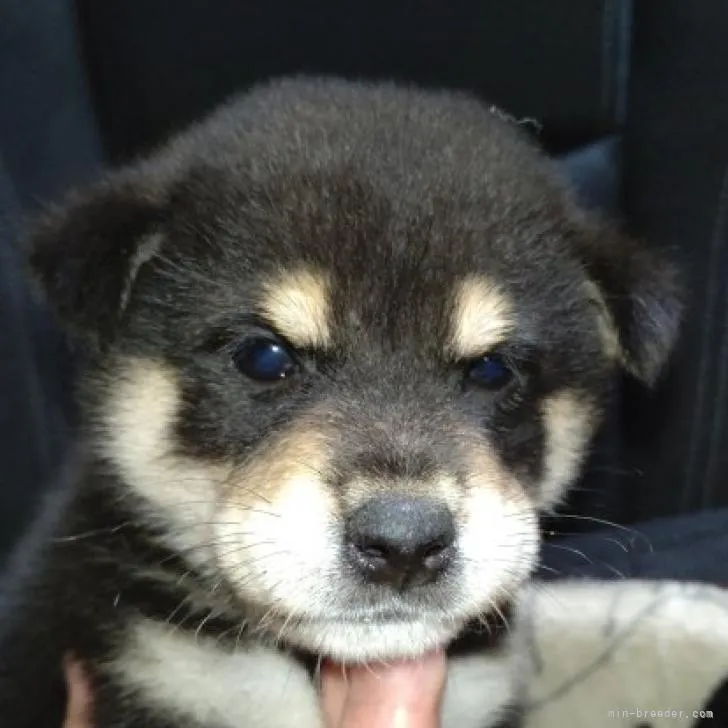 ID:2207-02415の子犬