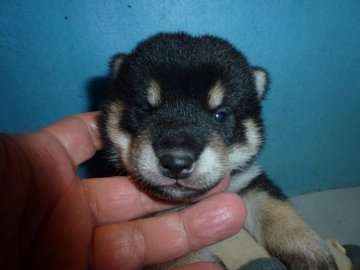 柴犬(標準サイズ)【岐阜県・男の子・2020年6月7日・黒】の写真「黒柴の綺麗な配色の男の子」