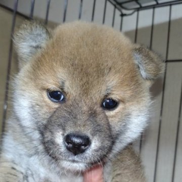 柴犬(標準サイズ)【岐阜県・男の子・2023年3月15日・赤】の写真「まん丸可愛い男の子」