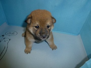 柴犬(標準サイズ)【岐阜県・男の子・2018年12月18日・赤】の写真「まだまだ甘えん坊さんです。」