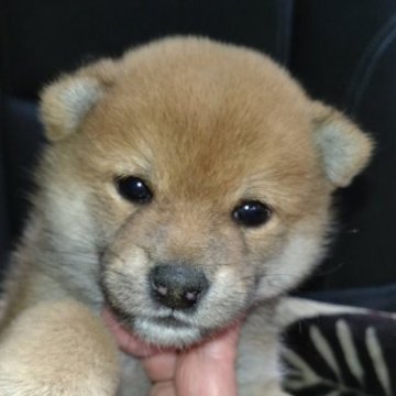 柴犬(標準サイズ)【岐阜県・男の子・2023年9月21日・赤】の写真「可愛い男の子」