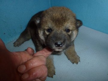 柴犬(標準サイズ)【岐阜県・女の子・2019年10月30日・赤】の写真「12/18までの期間限定価格です。可愛い三姉妹」