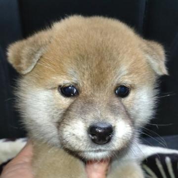 柴犬(標準サイズ)【岐阜県・男の子・2022年8月13日・赤】の写真「まん丸顔の男の子」