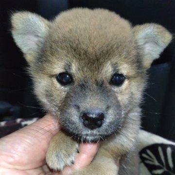 柴犬(標準サイズ)【岐阜県・男の子・2023年9月9日・赤】の写真「※特別価格です。小振りの可愛い男の子」