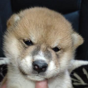 柴犬(標準サイズ)【岐阜県・男の子・2022年11月23日・赤】の写真「ミスカラーがチャームポイント」
