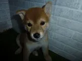 柴犬(標準サイズ)【岐阜県・女の子・2019年7月17日・赤】の写真1「9/13撮影」