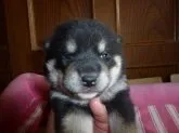 柴犬(標準サイズ)【岐阜県・男の子・2020年5月20日・黒】の写真1「6/5撮影」