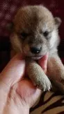 柴犬(標準サイズ)【岐阜県・男の子・2020年7月8日・赤】の写真1「7/29撮影」