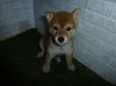 柴犬(標準サイズ)【岐阜県・女の子・2019年7月17日・赤】の写真2「9/13撮影」