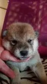 柴犬(標準サイズ)【岐阜県・男の子・2020年7月8日・赤】の写真4「7/29撮影」