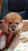 柴犬(標準サイズ)【岐阜県・男の子・2021年1月6日・赤】の写真4「2/7撮影」