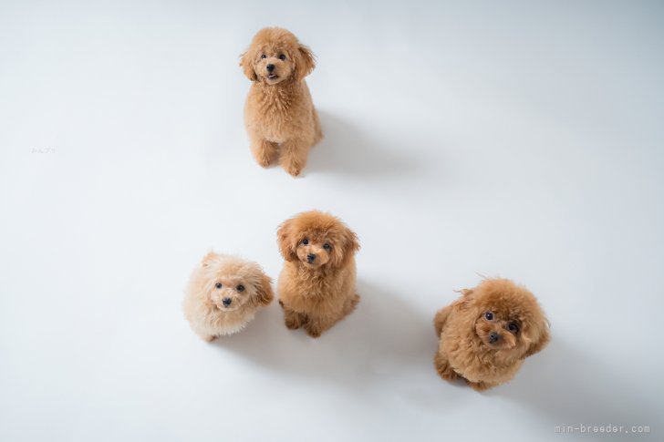 畑山　恵(はたやま　めぐみ)ブリーダー(香川県・トイプードル・JKC登録)の紹介写真4