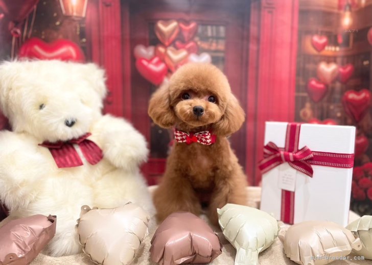 畑山　恵(はたやま　めぐみ)ブリーダー(香川県・トイプードル・JKC登録)の紹介写真5