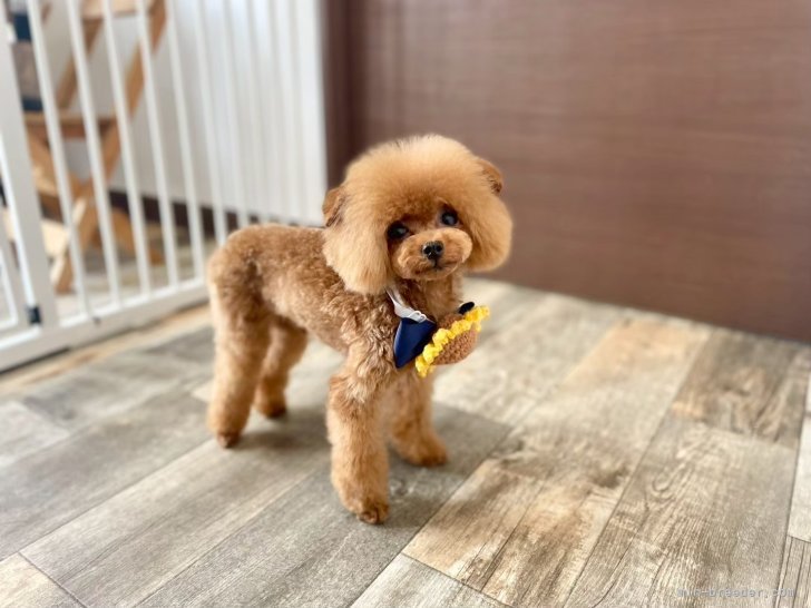 畑山　恵(はたやま　めぐみ)ブリーダー(香川県・トイプードル・JKC登録)の紹介写真7