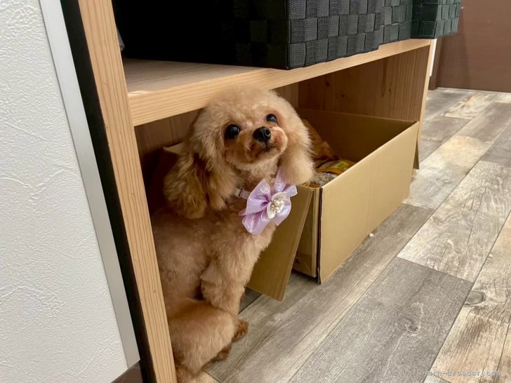 畑山　恵(はたやま　めぐみ)ブリーダー(香川県・トイプードル・JKC登録)の紹介写真8