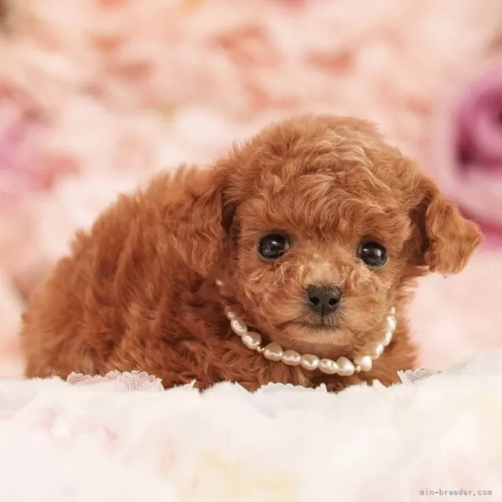 ティーカッププードル【香川県・女の子・2025年9月5日・レッドフォーン】の写真1