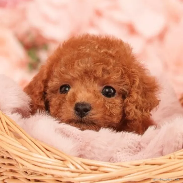 タイニープードル【香川県・女の子・2025年9月5日・レッドフォーン】の写真1