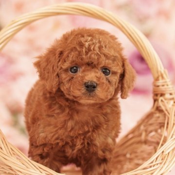 タイニープードル【香川県・男の子・2025年9月5日・レッドフォーン】の写真「小さめタイニー予想🍀人懐っこい愛されボーイ😍」