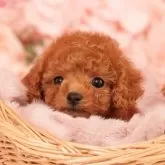 タイニープードル