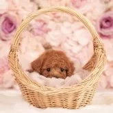 タイニープードル【香川県・女の子・2025年9月5日・レッドフォーン】の写真2