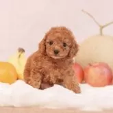 タイニープードル【香川県・女の子・2025年9月5日・レッドフォーン】の写真5