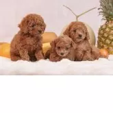 タイニープードル【香川県・女の子・2025年9月5日・レッドフォーン】の写真7