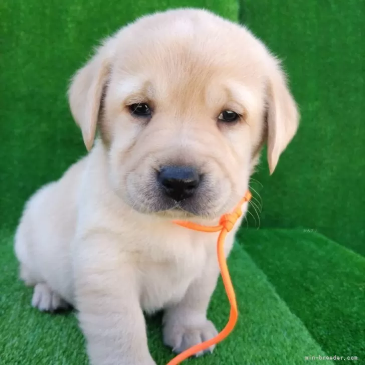 ID:2502-02655の子犬