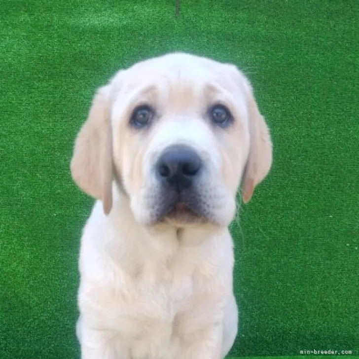 ID:2304-01573の子犬