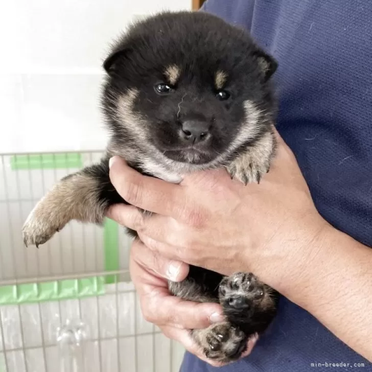 ID：2504-05844の子犬