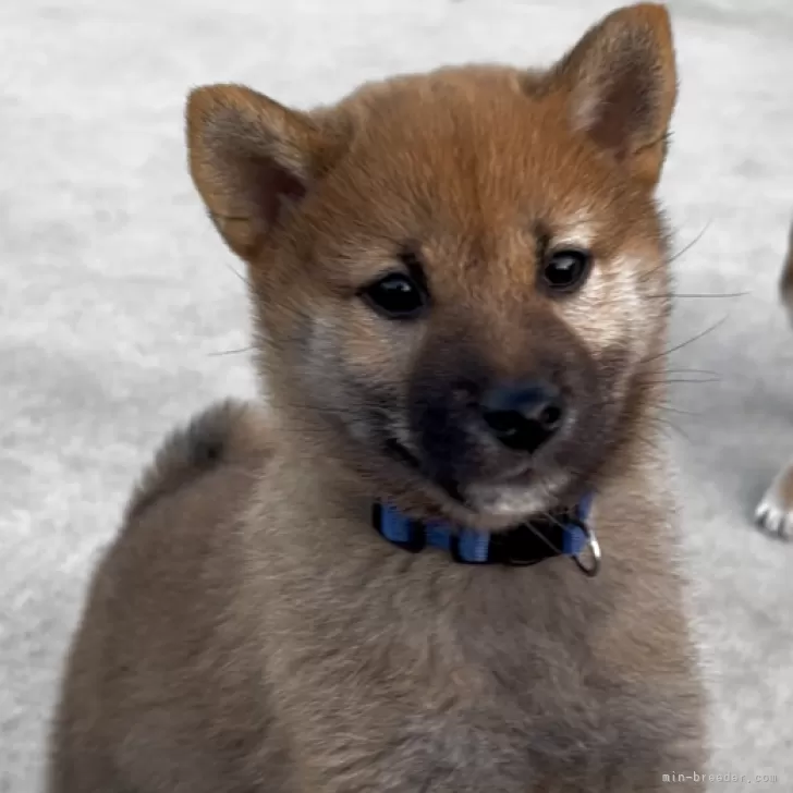 ID：2602-03761の子犬