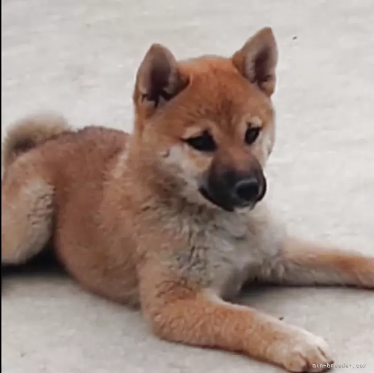 ID：2504-05326の子犬