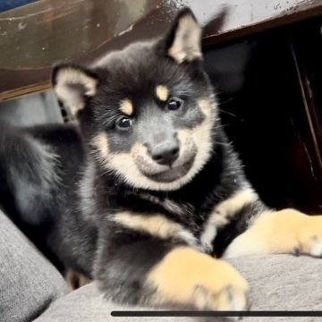柴犬(標準サイズ)【千葉県・女の子・2025年8月20日・黒】の写真「元気いっぱいな甘えん坊な女の子🩷」
