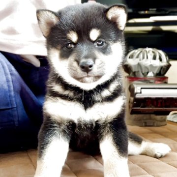 柴犬(標準サイズ)【千葉県・女の子・2025年8月20日・黒】の写真「配色が綺麗な愛らしい女の子🩷」