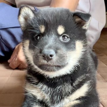 柴犬(標準サイズ)【千葉県・女の子・2025年8月20日・黒】の写真「元気いっぱいな甘えん坊な女の子🩷」
