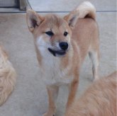 柴犬(標準サイズ)