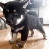 柴犬(標準サイズ)