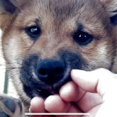 柴犬(標準サイズ)