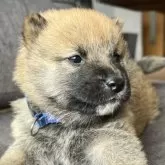 柴犬(標準サイズ)【千葉県・男の子・2026年1月27日・赤】の写真3