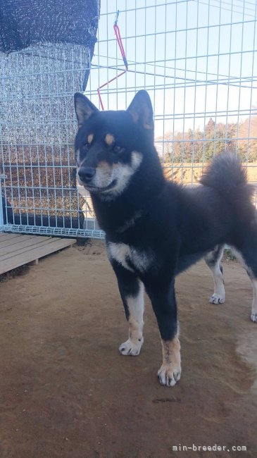 柴犬(標準サイズ)【・男の子・2023年7月11日・黒】